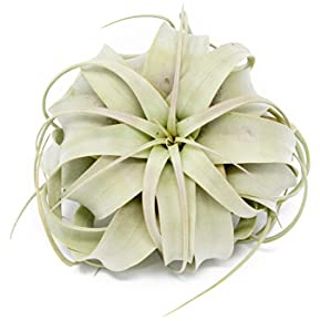 Large Xerographica Air Plants 5 to 7 Inch Wide - Air Plants Live Tillandsia Succulent House Plants Holders - Available in Wholesale/Bulk - Home and Garden Decor - Easy Care Indoor/Outdoor Plants(1 PC)
