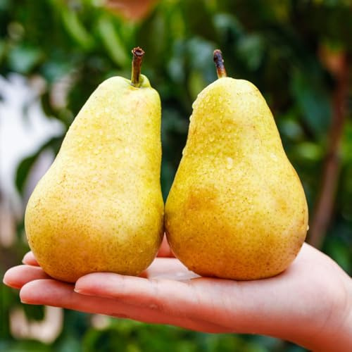 comprar semillas de peral, elevado, resistentes al aire libre. 10pcs