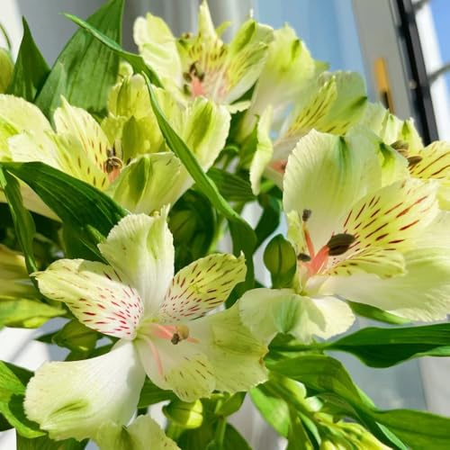alstroemeria staude balkonpflanzen winterhart, blumenbeet balkon, wildbalkonblumen blumensamen mehrjährig winterhart exotische 600samen