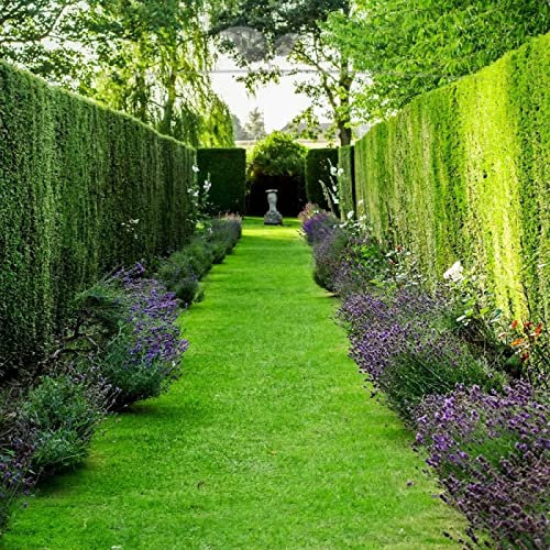 Gardline - Gemeine Eibe Taxus baccata 60-80 cm IM TOPF. Angebot: 3-200 Pflanzen. Eibenhecke - 18 St. (ca. 5 Meter)