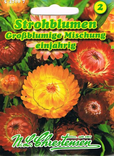 Strohblume Großblumige Mischung einjährig 'Helichrysum bracteatum 'Trockenblume