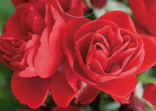 Bodendeckerrose Sorrento ® - Noack Rosen - ADR Auszeichnung - Flower Carpet Gruppe