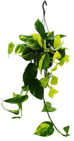 Exotenherz Efeututen-Trio 3 verschiedene Sorten rankendes Epipremnum in einem Topf Scindapsus 15cm Ampeltopf