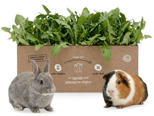 Frischer Löwenzahn 1 kg - Knollenliebe Frischfutter für Kleintiere | Naturbelassen, aromatisch, saisonal aus der Pfalz – im Winter Catalogna aus Italien