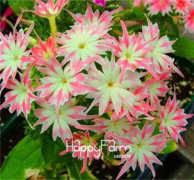 Seeds 2018 50 pc phlox s, phlox phlox semi s bonsai seeds 10 colors in dome garden pot