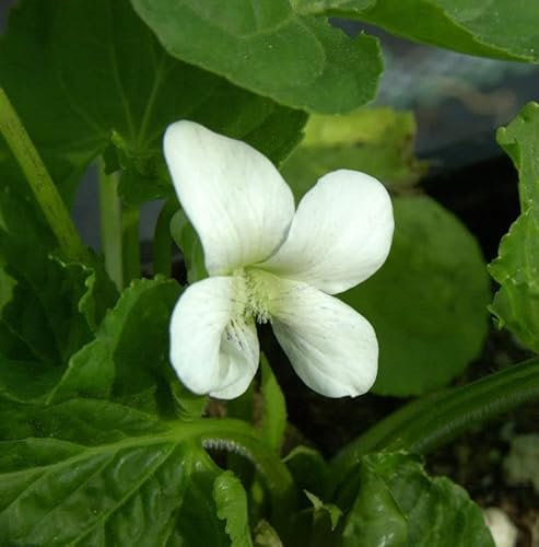 Duftveilchen Alba - Viola odorata