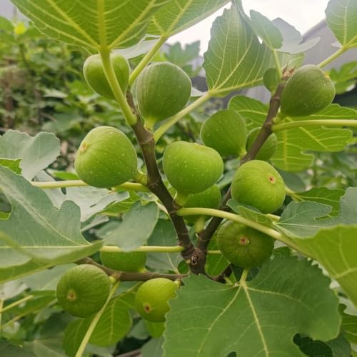 feigenbaum steingartenpflanzen winterhart obstsamen obstbaum pflanzendeko säulenobst zimmerpflanze bio obstbäume zimmerbonsai bonsai indoor garten säulenobstbäume kräutergarten 80samen