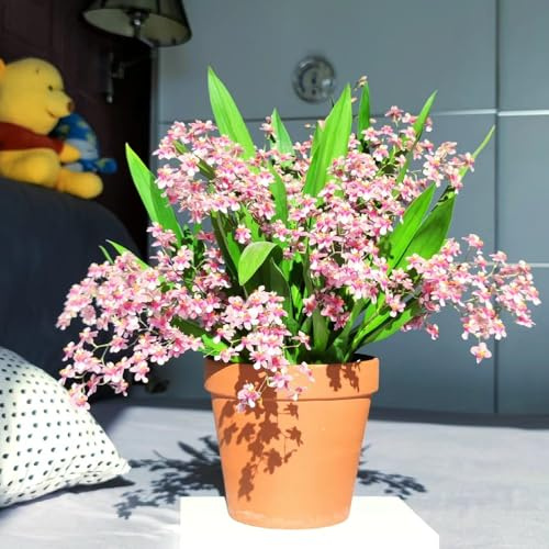 Semi di orchidea Oncidium - per gli amanti del giardino vecchie varietà resistenti per giardini rocciosi resistenti semi di come bomboniera estivi 35pcs