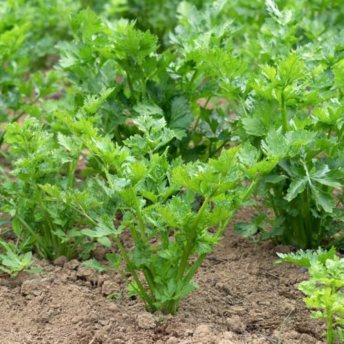 semillas de apio nabo - jardín de resistentes balcón con parterre elevado decorativas semillas jardín invierno 300pcs