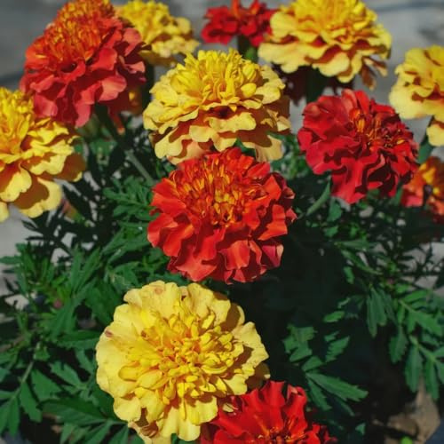 ringelblumensamen bio, garten winterharte zimmerpflanzen steingarten 850pcs
