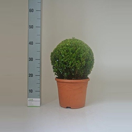 Buchsbaum Kugel Ø ca. 30 cm im Topf – immergrüne Buxus Pflanze, pflegeleicht, formschön, ideal für Garten, Terrasse, Balkon & Eingangsbereich