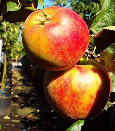 Malus domestica 'Delgrina' 40–60 cm – Winterhart, Mehrjährig, Pflegeleicht – Zwergapfelbaum – Obstbaum für Balkon & Kübel