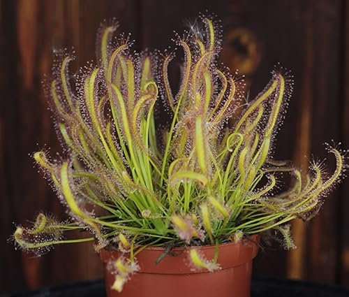 Drosera Capensis Sundew Plant - Carnivorous Plant - 8.5cm Pot