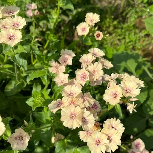 phlox bodendecker - hochbeete für garten winterhart bodendecker mehrjährig dekoration wohnzimmer 300samen
