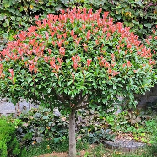 semi Photinia red robin - balcone resistenti autunnale, resistenti 300pcs