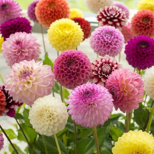 Pompon Dahlien Mischung | 9 Stück | Blumenzwiebel | Knolle | Schnittblume | Topfpflanze | Geeignet für Kübel | Gemischt | Großpackung | 100% Blütegarantie | QFB Gardening