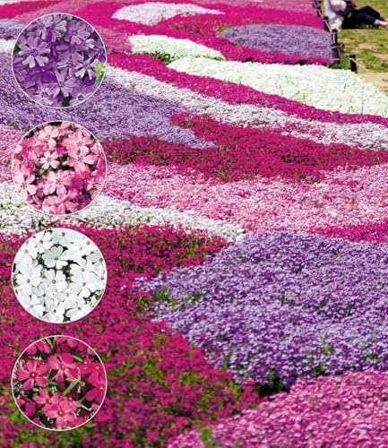 BALDUR Garten 12er Winterharter Bodendecker Phlox-Mix Flowers of the Sea, Pflanzen im 9x9 cm-Topf, Flammenblume Polsterstauden Teppichphlox Moosphlox mehrjährig, Phlox subulata, trockenresistent