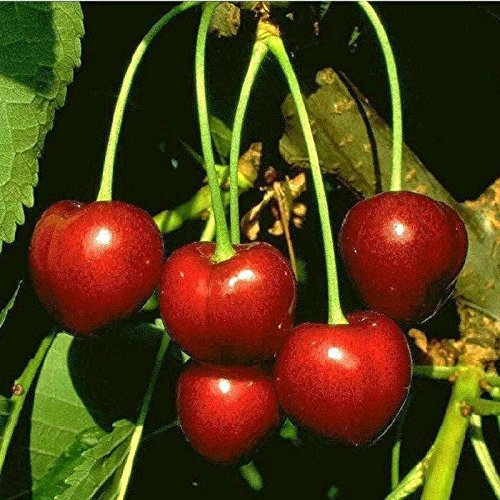 Obstbaum Kirsche Kirschbaum Busch Form rot Kordia Süßkirsche kleinbleibend - hochwertige Baumschul Qualität direkt vom Fachhändler