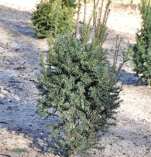 Eibe Typ Enno Hinrichs 20-25cm - Taxus baccata - lebende Gartenpflanze aus den Baumschulen