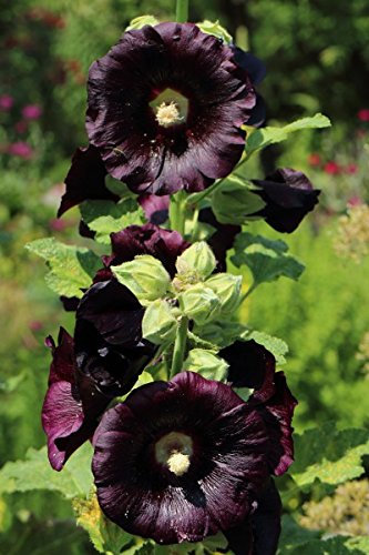 Stockrose, Schwarze - 20 Samen