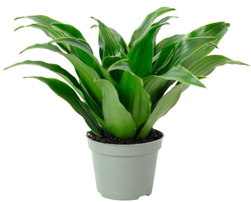 Drachenbaum Janet Craig - pflegeleichte Zimmerpflanze, Dracaena Deremensis Janet Craig - Höhe ca. 15 cm, Topf-Ø 6 cm