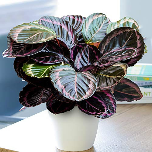 1 x Calathea Surprise Star | Meilleure Plante d'Intérieur (25-35cm Pot inclus)