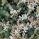 Graines De Sedum Hispanicum (Plante Succulente)