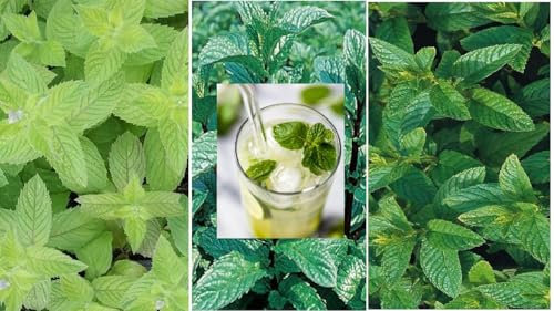 Mint Seed Collection Peppermint, Applemint and Spearmint