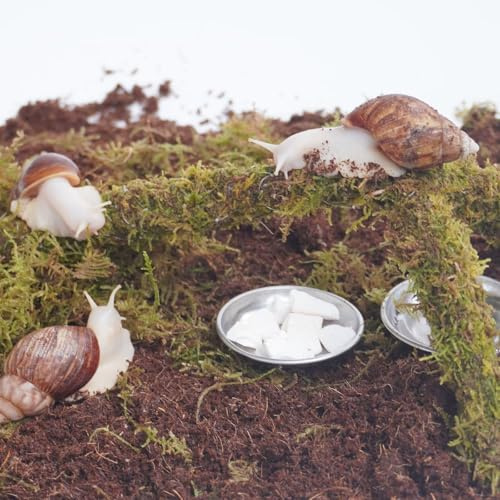 Begeterday Kit di accessori per terrario a lumaca, 7 pezzi, include substrato che trattiene l'umidità, giocattolo da arrampicata, granuli di seppia, piatto per acqua e cibo, bottiglia spray