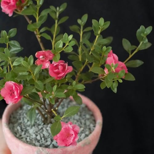 semi di rododendro, semi di azalee, rare semi di campo resistenti per il giardino esotici varietà antiche 60pcs
