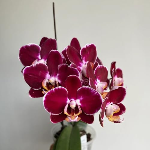semi di orchidea Phalaenopsis, decorazione del soggiorno per selvatici perenni resistenti 600pcs