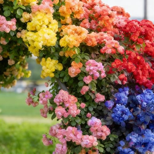 Winterharte, Rosen Vielfarbige, Pflegeleichte, Das Bunt Gemischte, Exklusive, Sehr Bienenfreundlich, Top Garten, Luftreinigende Zimmer,-1bulbs-J
