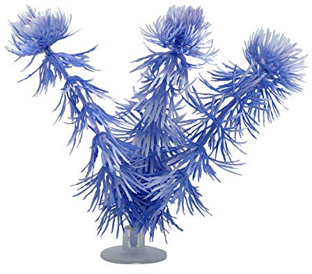 Marina Betta Hornwort Plant with Suction Cup, 12.7 cm, Blue