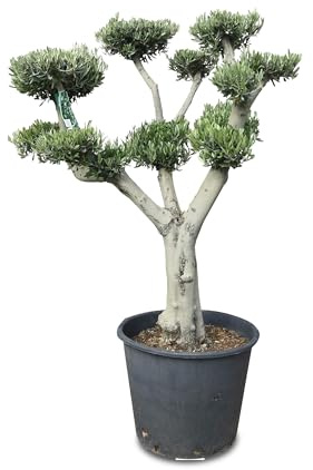 Tropictrees - Olivenbaum - Pon Pon - stammumfang 40-50 cm - Bonsai - Olea Europea - Winterhart