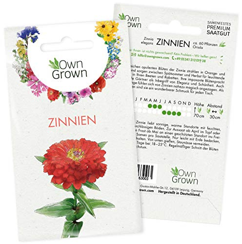 Zinnien Samen: Premium Zinnia Elegans Samen für 60 blühende Zinnien Pflanzen – Zinnie Saatgut – Bunte Blumensamen – Blumenwiese und Balkonblumen Saatgut – Bienenpflanzen von OwnGrown