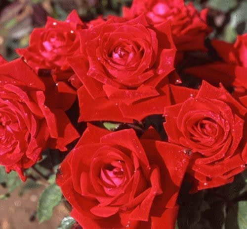 Climbing Rose ENA Harkness, Garden Plants & Flowers