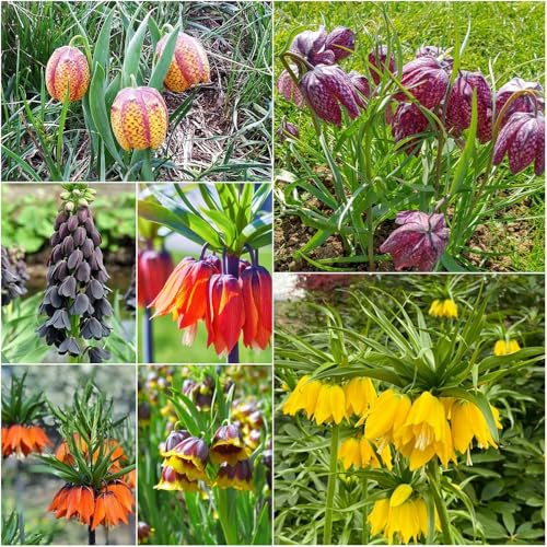 bulbi Mezcla de perennes de corona imperiale - balcone bulbo corona imperiale interno giardino bonsái bulbi primavera 8pcs