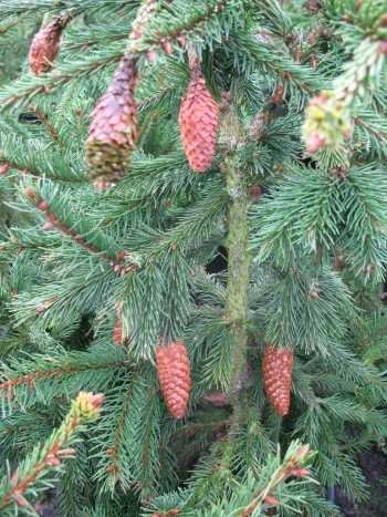 Zapfenfichte Picea abies Acrocona 80-100 cm im 10 Liter Pflanzcontainer