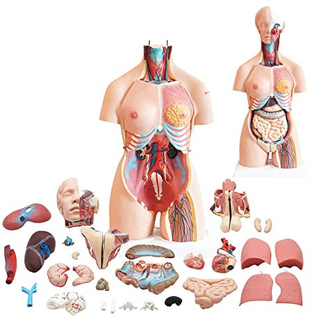 UIGJIOG Modèle de Torse Humain 85 cm Modèle de Torse médical Anatomique 23 pièces, modèle de Tronc avec Organes Amovibles pour Classe, étudiants, Fournitures pédagogiques