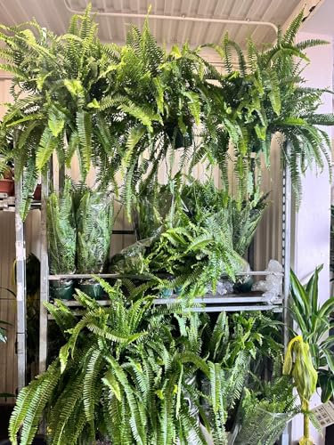 Helecho Natural, Planta para Interior y Exterior, Resistente Plantas que purifican el aire para casa