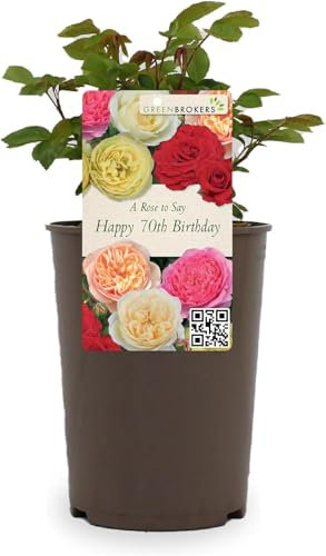 Beautiful Peach Orange Gift Rose -  To Say Happy 70th Birthday - Gift Wrap Included | Modern Garden Hybrid Bush Rose - 3L Potted Floral Flowers