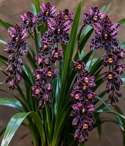 Rizomi di Cymbidium resistenti, Orchidee da esterno, Varietà di orchidee selezionate, Profumate, Perfette da esporre sui balconi.-15 Rhizome-B