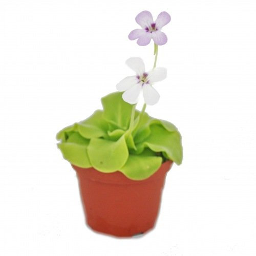 Exotenherz Fettkraut - Pinguicula - Überraschungssorte - 9cm Topf
