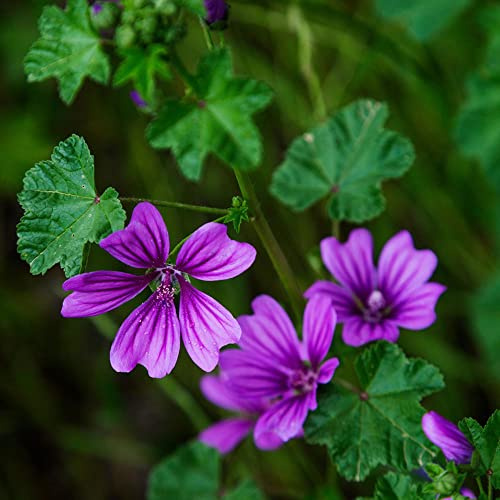 semi di malva selvatica - resistenti giardino rocciose balcone perenni esotiche 300pcs