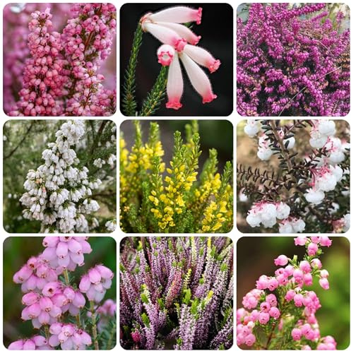 semillas de brezo, resistentes, adornos, brezo, resistentes para el jardín, interior 75pcs