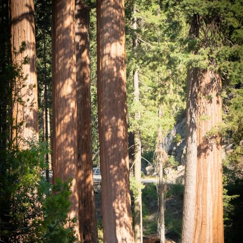 semillas de secuoya resistentes - raras Camas elevadas para jardín, perennes balcón con exóticas interior orgánicas 25pcs