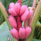 Semi Banano frutto raro Semi Mini Bonsai Rosa Banana Musa Velutina Sementes da Fruta Garden Decor
