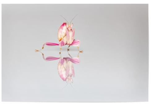 artboxONE Poster 30x20 cm Tiere Die Orchideen Gottesanbeterin - Bild gottesanbeterin fangschrecke gottesanbeterin