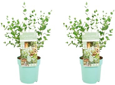 Bloomique - 2er-Set - Eucalyptus Parvifolia - Eukalyptuspflanze - Gartenpflanzen - Winterhart - Topf 15 cm - 25-45 cm