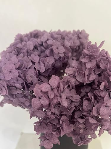 Hortensia paniculé en conserve - 1 bouquet (1 à 4 tiges) - Véritables hortensias conservés en blanc, rose, violet, abricot, bleu, noir, jaune ou bordeaux - Fleurs séchées durables violettes / 30 cm